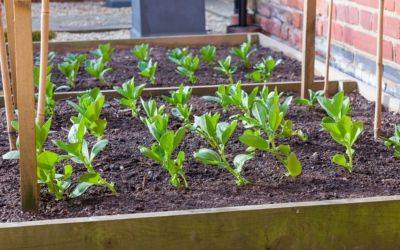 ​Vegetable Seeds to Sow in Summer - jparkers.co.uk - China