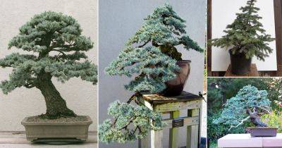 24 Best Blue Spruce Bonsai Pictures - balconygardenweb.com