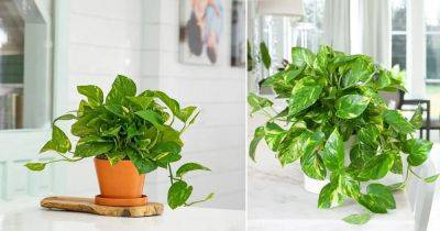 7 Secret Tips to Grow Lush Pothos Plant - balconygardenweb.com