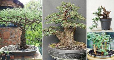 20 Best Acacia Bonsai Pictures - balconygardenweb.com