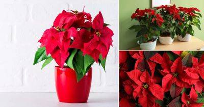 How to Get a Poinsettia to Turn Red | Make Poinsettias Red - balconygardenweb.com