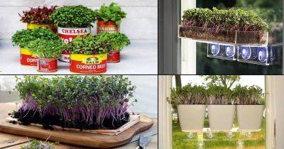 16 Easy Indoor Microgreen Garden Ideas - balconygardenweb.com