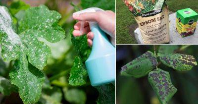 How to Use Epsom Salt As Fungicide for Plants - balconygardenweb.com