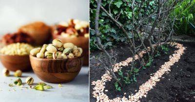 8 Uses of Pistachio Shells in the Garden - balconygardenweb.com
