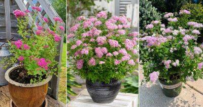 Growing and Planting Spirea | Spirea Care Guide - balconygardenweb.com - Japan