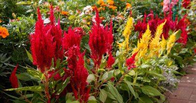 9 Common Causes for Celosia Plant Death - gardenerspath.com