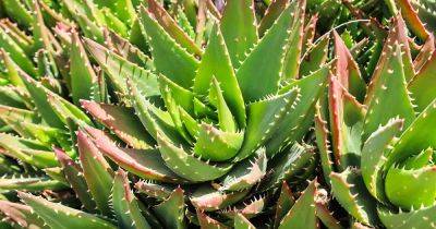 13 of the Best Aloe Varieties for Landscaping and Containers - gardenerspath.com