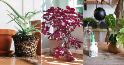 You'll Be Surprised to Know About These Things that Indoor Plants Love - balconygardenweb.com - city Boston