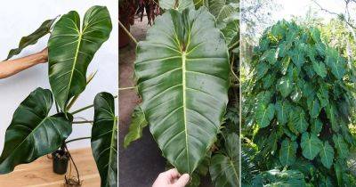 How to Grow Philodendron Cordatum - balconygardenweb.com