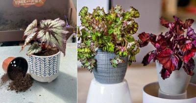 Top Rex Begonia Care and Growing Tips - balconygardenweb.com