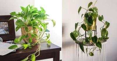 Pothos Vs Philodendron | Difference Between Pothos and Philodendron - balconygardenweb.com