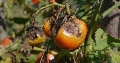 How to Identify and Prevent Late Blight of Tomatoes - gardenerspath.com - Ireland