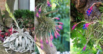 17 Beautiful Air Plants that Flower - balconygardenweb.com