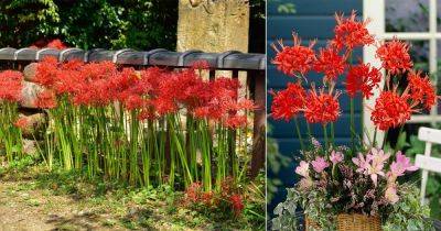 Red Spider Lily Care and Growing Guide - balconygardenweb.com - China - Japan