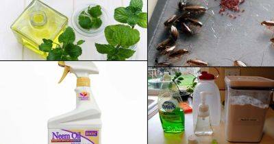18 Natural Ways to Get Rid of Cockroaches from Home and Garden - balconygardenweb.com