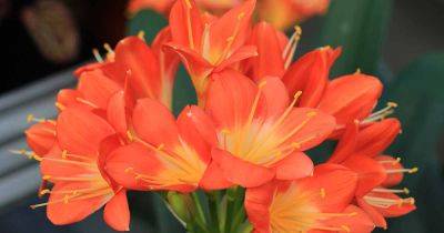 How to Grow and Care for Clivia Houseplants - gardenerspath.com - South Africa - New Zealand