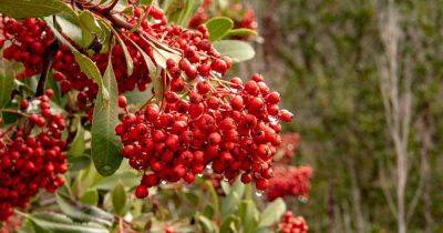 How to Grow and Care for Toyon (California Holly) - gardenerspath.com - state California