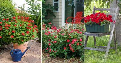 29 Stunning Red Outdoor Plants that Flower - balconygardenweb.com
