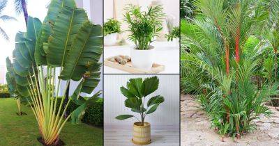 80 Popular Types of Palm Plants - balconygardenweb.com - Madagascar