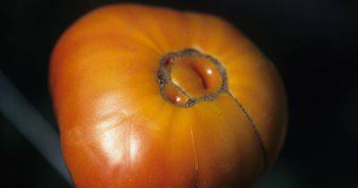 How to Identify and Prevent Catfacing of Tomatoes - gardenerspath.com