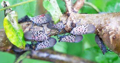 How to Manage and Control Spotted Lanternfly - gardenerspath.com - Usa - China - state Pennsylvania
