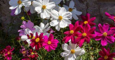 How to Grow and Care for Cosmos Flowers | Gardener's Path - gardenerspath.com