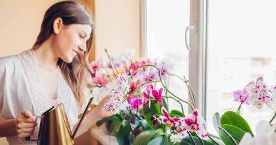How to Water Orchids - gardenerspath.com