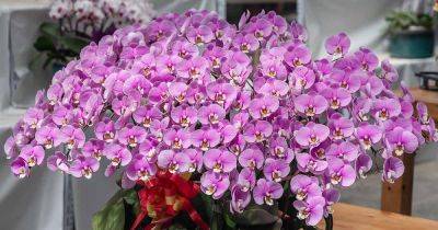 How to Grow and Care for Moth Orchids - gardenerspath.com - Greece