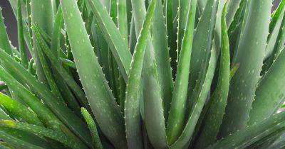 How to Grow and Care for Aloe Vera - gardenerspath.com