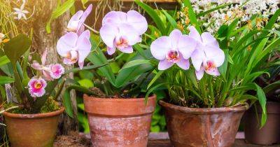 How to Grow and Care for Orchids - gardenerspath.com