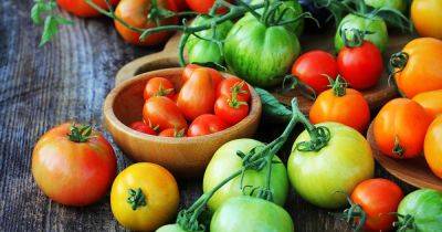 How to Grow Tomatoes From Seed in 6 Easy Steps | Gardener's Path - gardenerspath.com