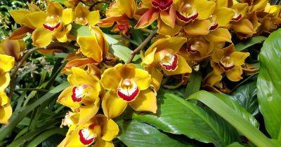 23 Types of Orchids to Grow as Houseplants - gardenerspath.com