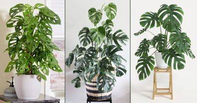 Monstera Borsigiana vs Monstera Deliciosa vs Monstera Adansonii | What's The Difference - balconygardenweb.com