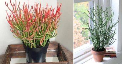 How to Grow Pencil Cactus | Euphorbia Tirucalli Care Guide - balconygardenweb.com