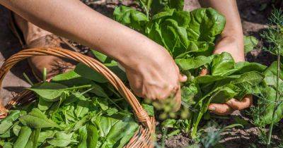How to Pick and Harvest Spinach - gardenerspath.com