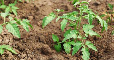 How to Plant and Grow Tomatoes in Clay Soil | Gardener's Path - gardenerspath.com