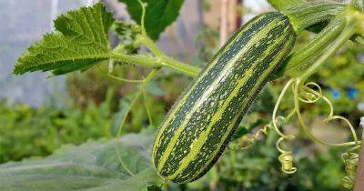 Learn How to Plant and Grow Scrumptious Summer Squash - gardenerspath.com - Usa