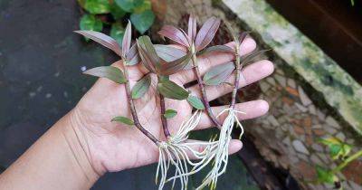 How to Propagate Orchids from Seed - gardenerspath.com