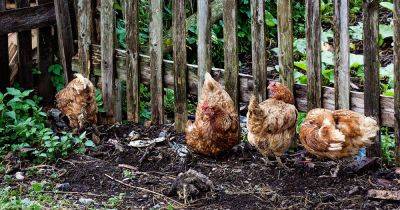 Chickens in the Garden: What You Need to Know - gardenerspath.com