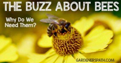 The Buzz About Bees: Why We Need Them | Gardener's Path - gardenerspath.com - Usa