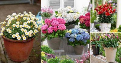 12 Most Popular Flowers in the World According to Google - balconygardenweb.com