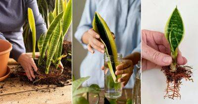 4 Ways to Propagate Snake Plants | Propagating Sansevieria - balconygardenweb.com - city Sansevieria