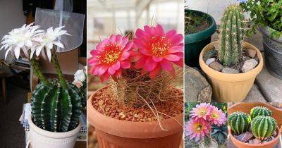 85 Best Echinopsis Varieties | Beautiful Types of Echinopsis - balconygardenweb.com