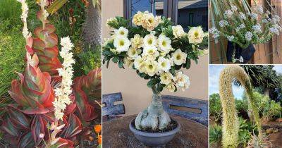 19 Stunning Succulents With White Flowers - balconygardenweb.com