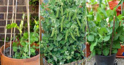 Everything About Growing Peas In Containers and Pots - balconygardenweb.com - China - Britain