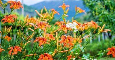 How to Plant and Grow Daylilies: The Ultimate Carefree Perennial - gardenerspath.com - Usa - Greece