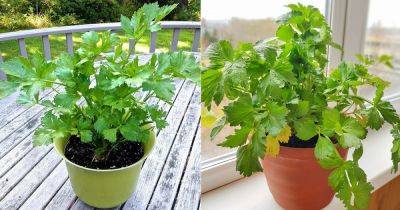 Growing Celery in Containers | Pot Grown Celery - balconygardenweb.com - Usa