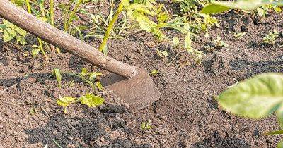 Weed Your Garden Less with Stale Seedbed Cultivation - gardenerspath.com