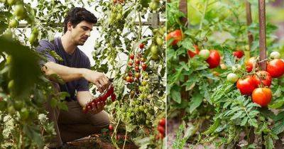 How Far Apart to Plant Tomatoes | Tomato Plant Spacing Tips - balconygardenweb.com