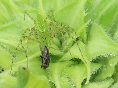 Spiders in the Garden, Oh My! - hgic.clemson.edu - state Ohio